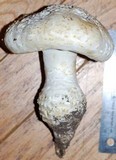 Amanita magniverrucata image