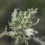 Usnea glabrata image