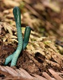 Microglossum viride image
