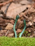 Microglossum viride image