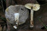 Image of Pseudosperma sororium