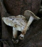 Pseudosperma sororium image