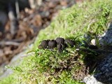 Plectania rhytidia image