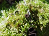 Plectania rhytidia image