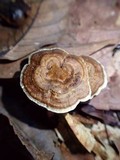 Phylloporia spathulata image