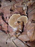 Phylloporia spathulata image