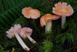 Hygrocybe calyptriformis var. calyptriformis image