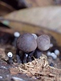 Phylacia poculiformis image