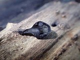 Phylacia poculiformis image