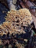 Lachnocladium denudatum image