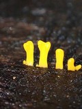 Dacryopinax spathularia image