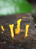Dacryopinax spathularia image
