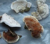 Gloeoporus dichrous image