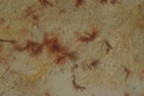Punctularia atropurpurascens image