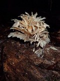 Hydnopolyporus fimbriatus image