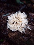 Hydnopolyporus fimbriatus image