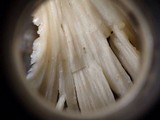 Hydnopolyporus fimbriatus image