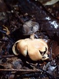 Geastrum pectinatum image
