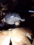 Geastrum pectinatum image
