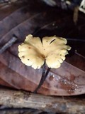 Polyporus guianensis image