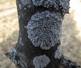 Physcia aipolia image