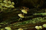 Mycena inclinata image