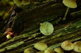 Mycena inclinata image