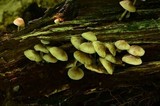 Mycena inclinata image