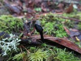 Trichoglossum hirsutum image