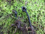 Trichoglossum hirsutum image