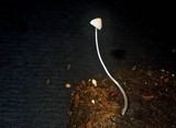 Mycena incarnativelum image