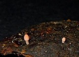Mycena incarnativelum image