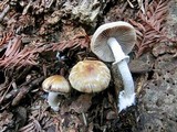 Psathyrella longistriata image