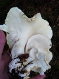 Albatrellus avellaneus image