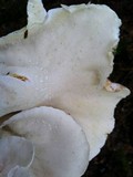Albatrellus avellaneus image