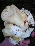 Albatrellus avellaneus image