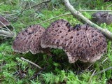 Sarcodon imbricatus image
