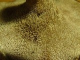 Sarcodon imbricatus image