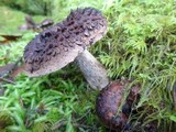 Sarcodon imbricatus image