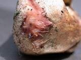 Scleroderma cepa image