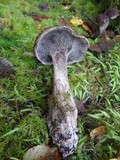 Sarcodon imbricatus image