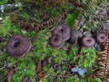 Sarcodon imbricatus image