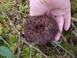 Sarcodon imbricatus image