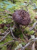 Sarcodon imbricatus image