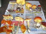 Amanita basii image
