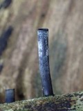 Camillea leprieurii image