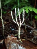Xylaria moelleroclavus image