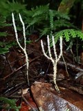 Xylaria moelleroclavus image