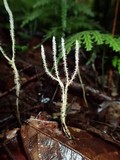 Xylaria moelleroclavus image