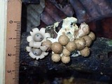 Geastrum schweinitzii image